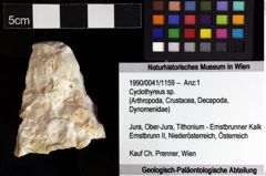 Foto (Objket + Etiketten) von Cyclothyreus sp. 